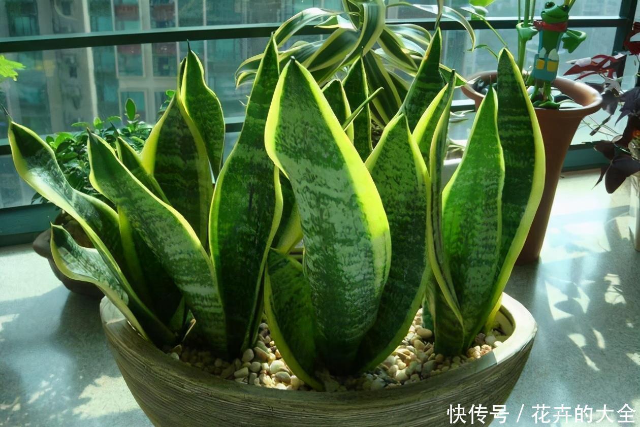 绿萝|这些“娇气花”,冻坏也别扔,剪一刀,救一命