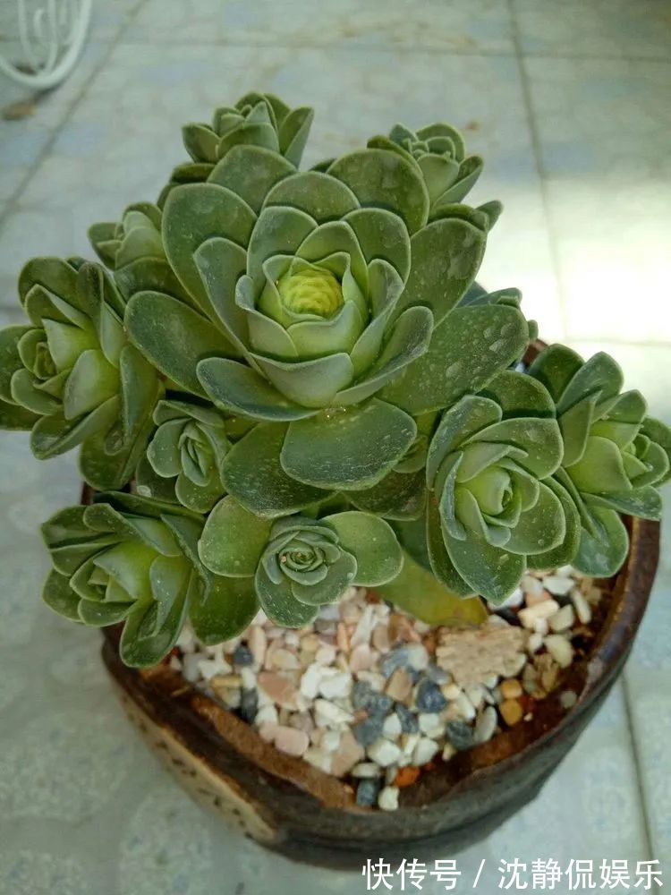 昂斯诺|一直都养不活花,直到遇见了多肉!只要用心,就能变美!