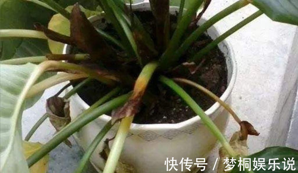 坏习惯|养花失败、伤亡多,源于这“3个”坏习惯的养成