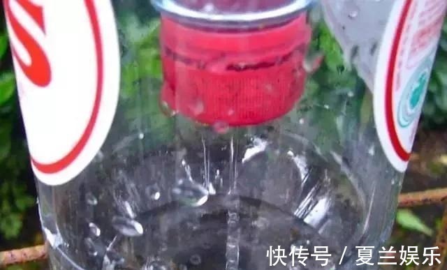 矿泉水瓶|捡回7个塑料瓶，养成空中菜园，变废为宝，吃上绿色蔬菜