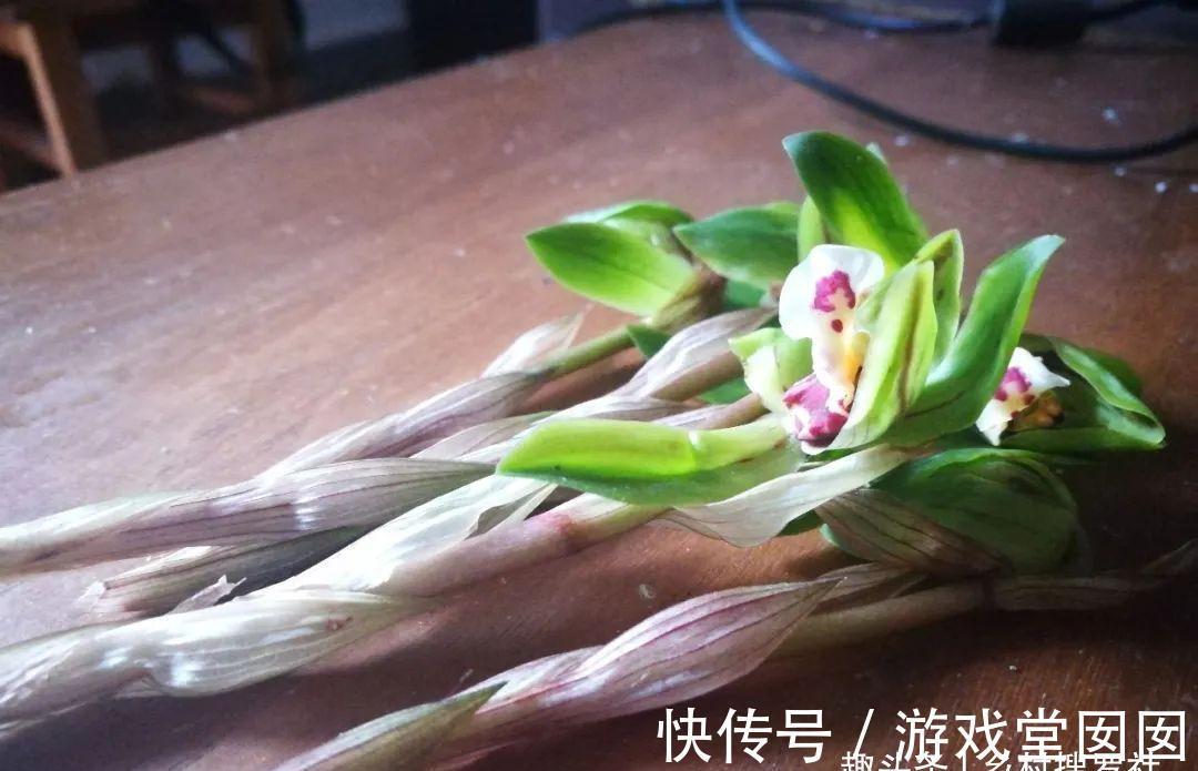 兰花春化的技巧,谨防花苞在冬眠期复苏,新手兰友想做却不敢做