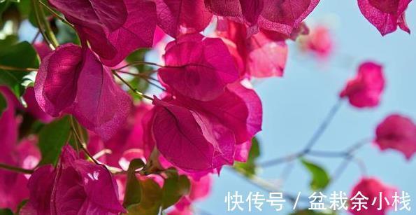 磷酸二氢钾|三点做不好,三角梅盛花期无花可开,好看的三角梅都是别人家的