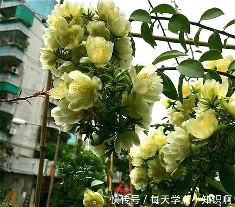 开花仙气十足,香气浓烈,遇土就活,还被大家称为“嫁接神木”!