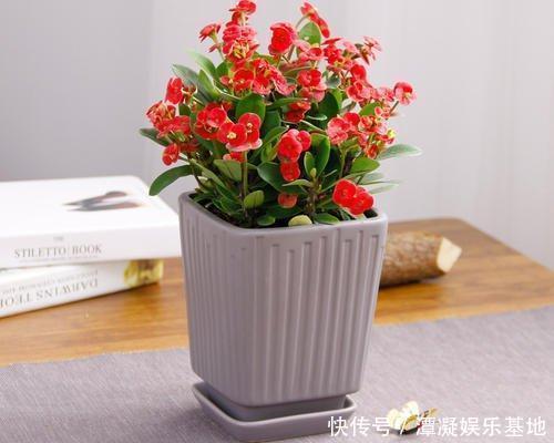 虎皮兰|养这10种花,再喜欢也别多浇水,少浇水,不管它,反而花更多