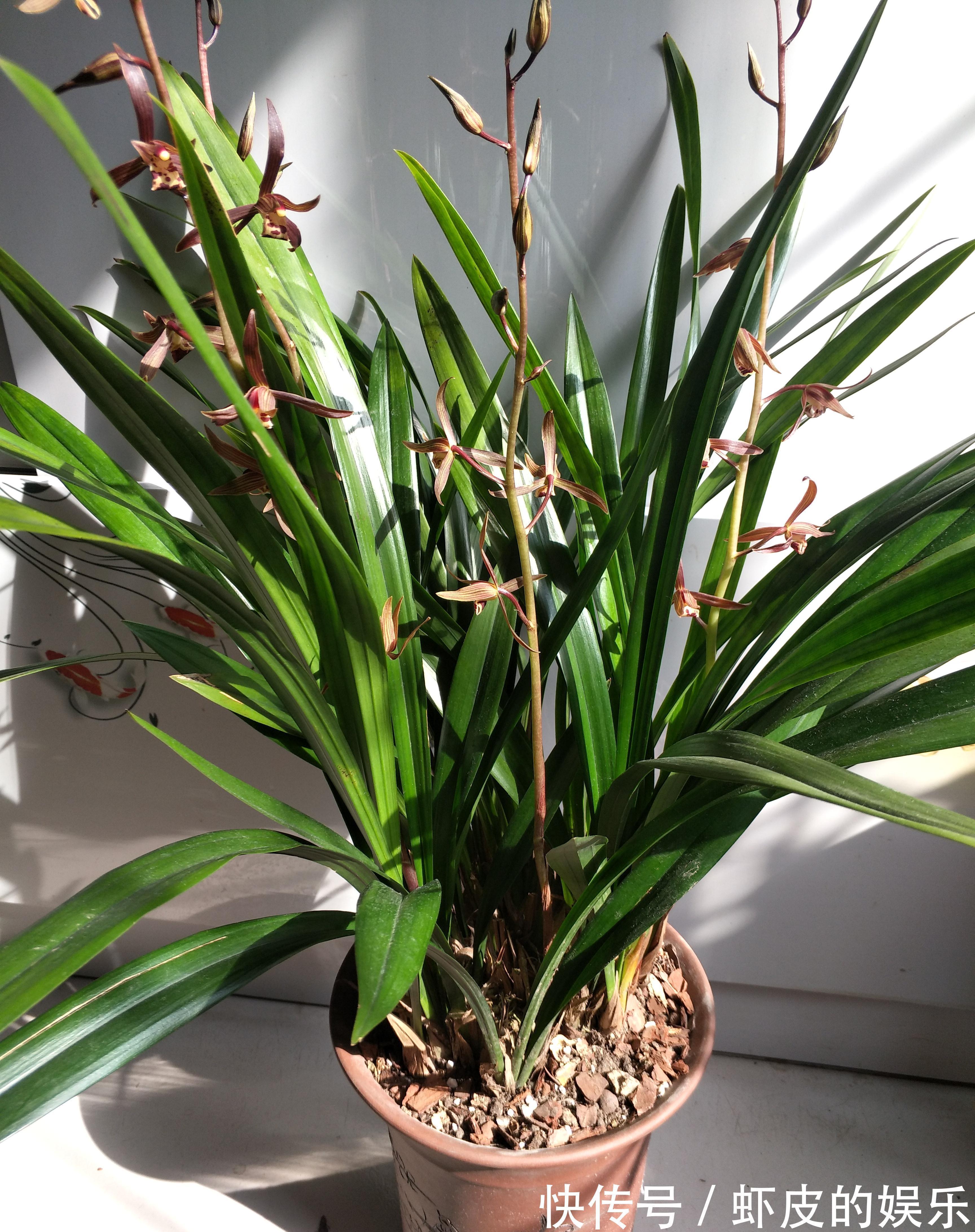 冬天养墨兰5个“小方法”,花箭窜到一米高,春节开成“报岁兰”