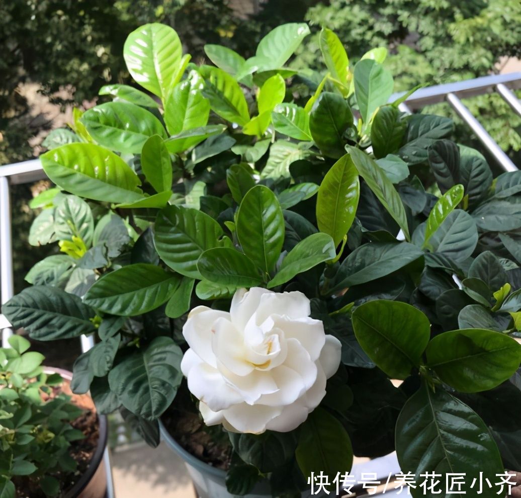 浇水|养栀子花谨记：4种水不能浇，否则伤根又黄叶