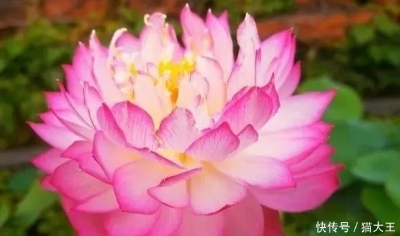 种花|3种花,明明开花很漂亮,却因花名被很多人“嫌弃”,太冤了!