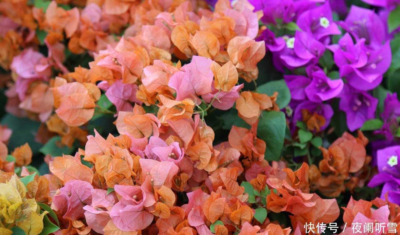 喜欢养护花卉,就在家中养护花色艳丽,花期长,美丽妖娆的3种花