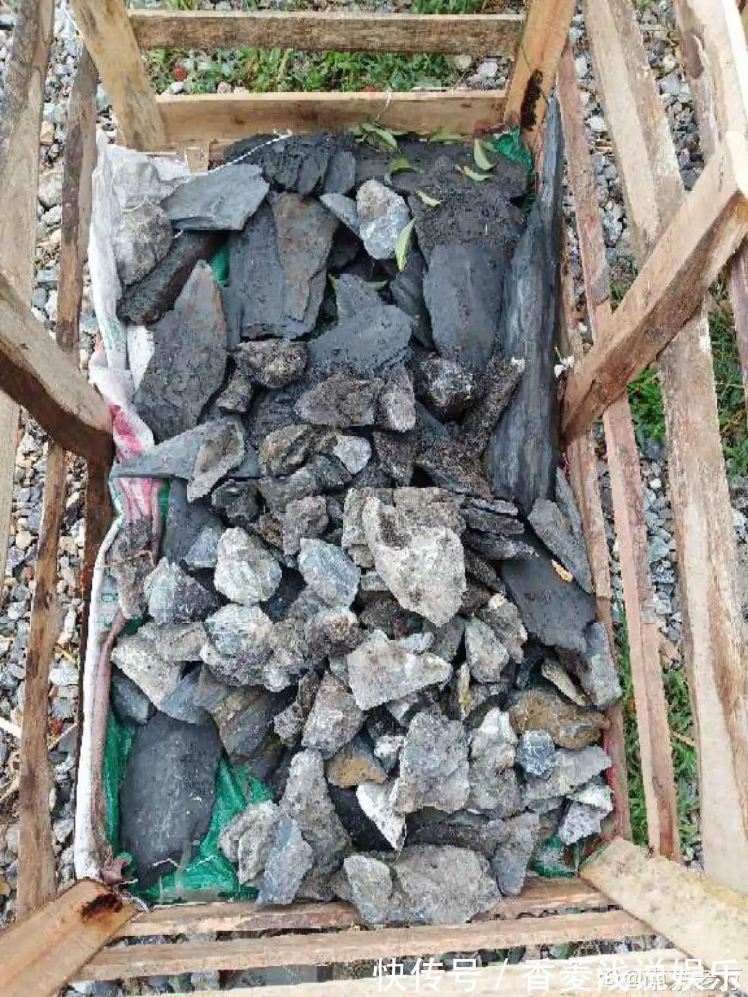 1把核桃垫盆底，不烂根、不招虫，疯长停不下来！