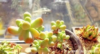 养护多肉,这四点你需要避开,不然多肉容易死掉
