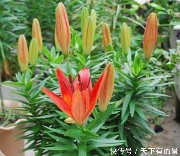 超漂亮的4种花,养上一盆,高端大气上档次