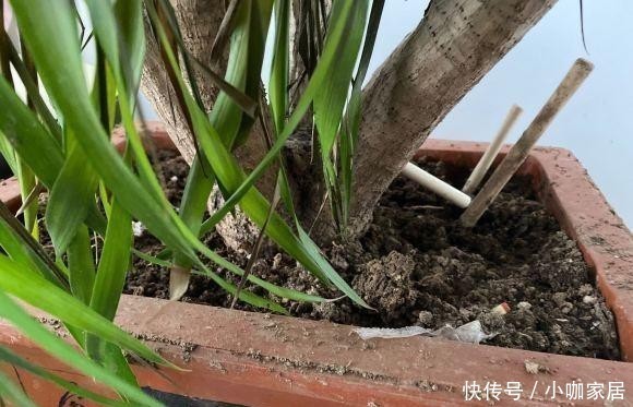 植物|油烟机里的废油是宝贝,兑水浇花,效果很好,观叶植物都可以用