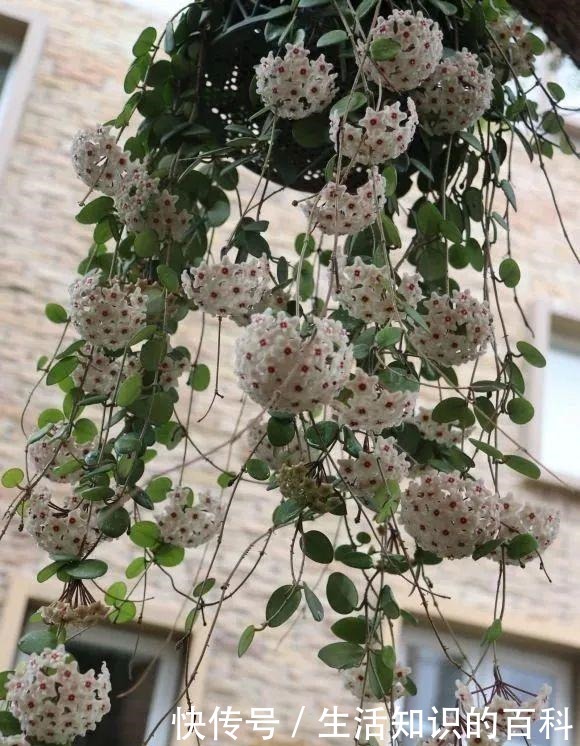 想省心就养这些花,没有病虫害,就爱开花!想省心就养这些花,没有病虫害,就爱开花!