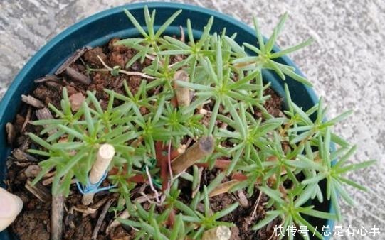 它叫“半枝莲”，开花似“牡丹”，撒一把种，开一片“五彩花”！