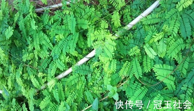 叶子|农村一种清香树叶，嚼2片就能去口臭，夏天叶子泡水“清热解暑”