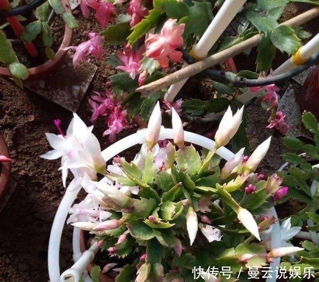 蟹爪兰|养好蟹爪兰,先学会用土,后期管理很简单,开花更多