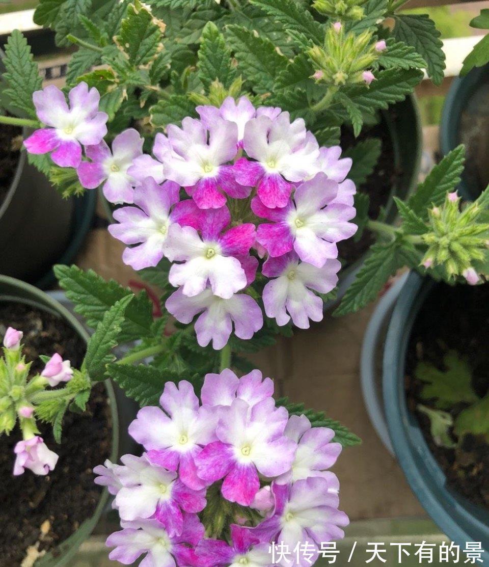 花朵|进入八月,6种花要多晒太阳,越晒花朵娇艳,开花越勤