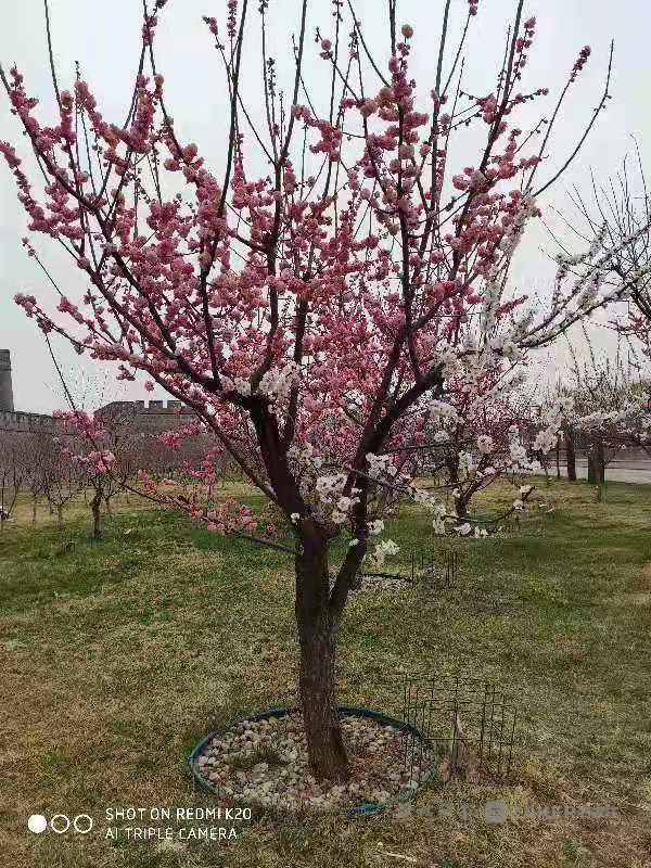 一棵树开出双色花娇艳妩媚傲春风