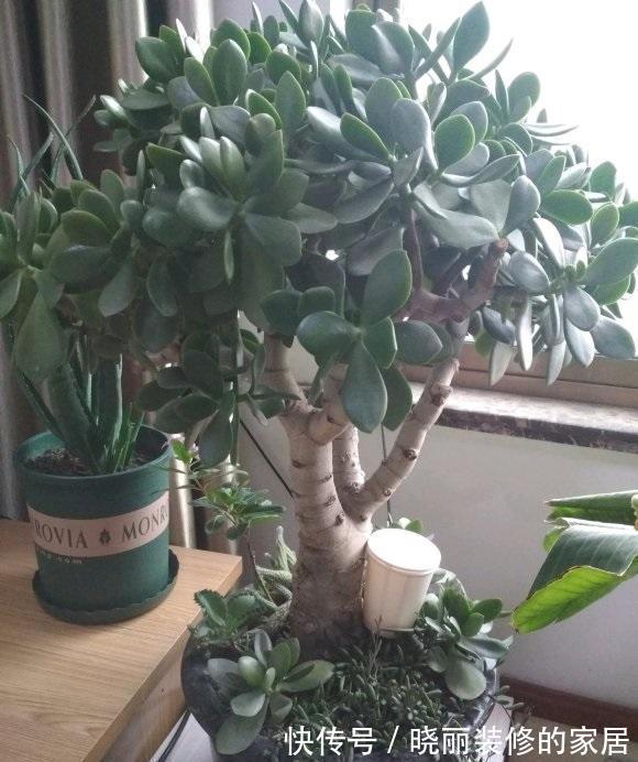 玉树养成胳膊粗，光照，肥料，花土，缺一不可，秋天赶紧追肥