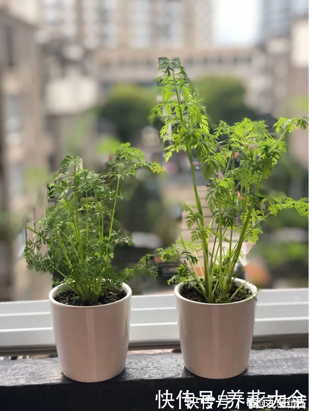 叶子|人参萝卜开花了,我种的花,都是这么奇奇怪怪