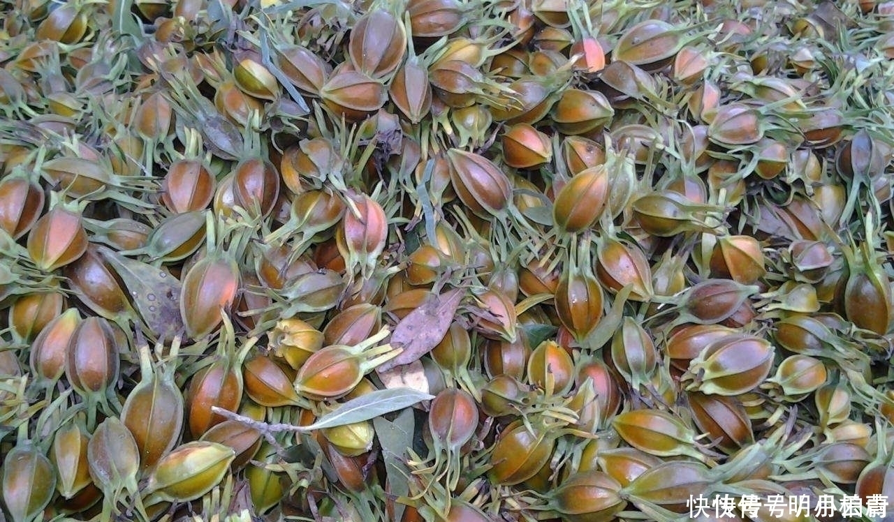 长得满树都是,摘完继续长,多到无人问津