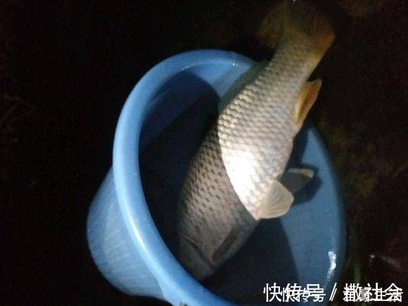 鲤鱼|给大家分享一个饵料配方,昨天去试用,收获了两条野生大鲤鱼