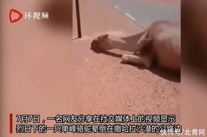 单峰|60度高温！阿尔及利亚一骆驼热晕在路边