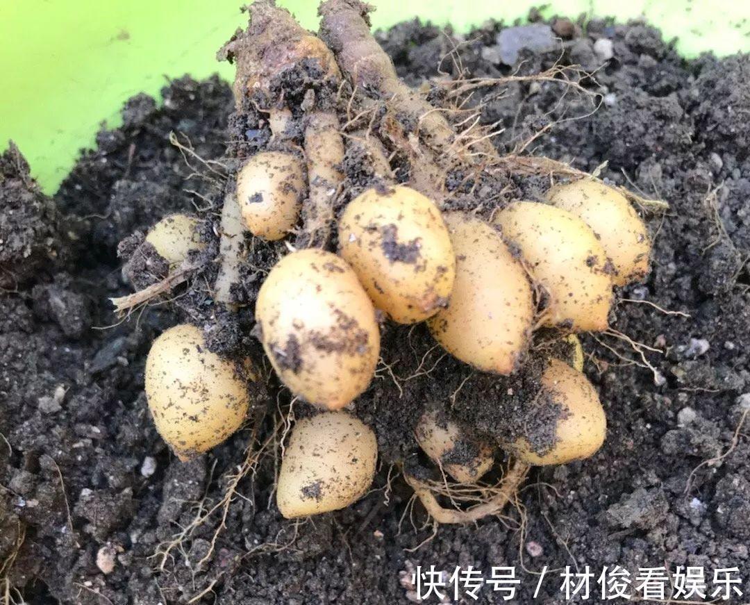 姜荷花|大爷养的“荷花”,窜的房顶高,垂下来变成花瀑布!