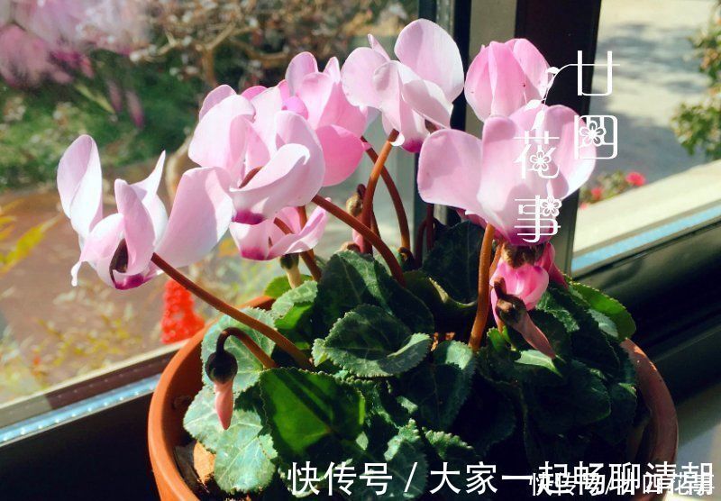 5种花,冬天再干燥也不能“喷水”,不注意黄叶黑斑、烂花苞
