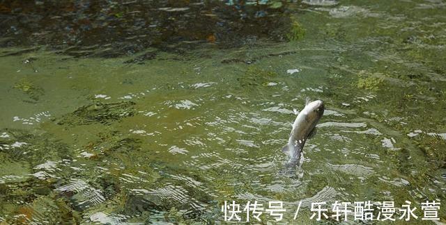 湖北一河道成天然黑坑,成百上千的钓友蜂拥而至,钓王邓刚也来了