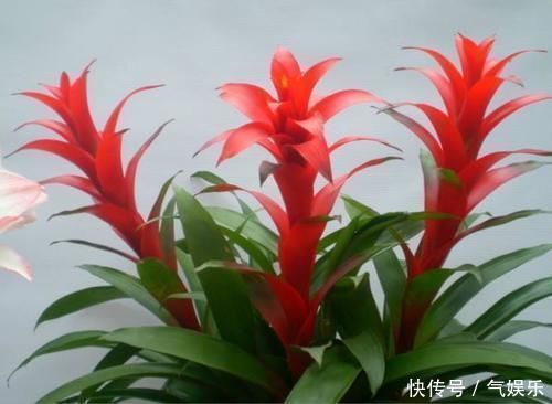 独杆|懂花人爱养的4种花,观赏性是次要的,重点是寓意好