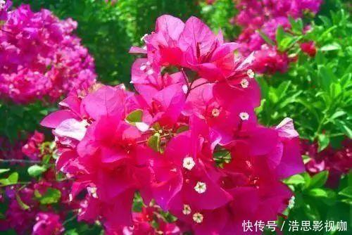 养护|夏季养护三角梅突出做好“四勤”，枝繁叶茂，连续开花满枝头