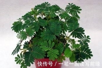 野草|农村野草,别称“夫妻草”,好玩还能当药用!