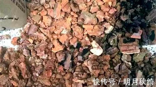 松针|养花还烂根吗？3种东西随便撒一把，根不烂，长的粗，开花刹不住