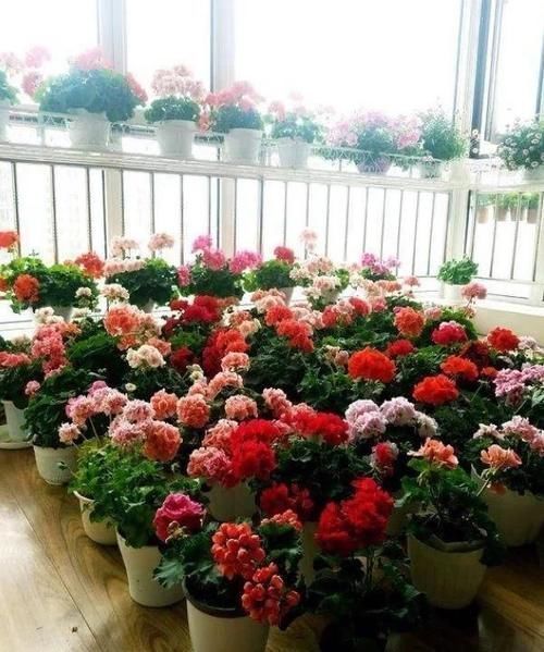 阳台|秋天,最适合扦插4种花,沾土就活,一次扦插50盆,开满阳台!