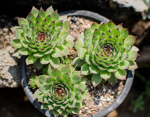 火祭|号称“徒神”的4种多肉,夏天稍不留神就成高个子,新手慎养