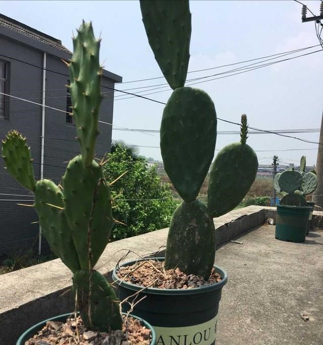 刚上盆的仙人掌可以直接嫁接蟹爪兰吗有什么地方需要格外注意的