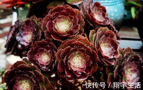 多肉法师|多肉法师老桩适合放在什么地方养?当然是通风好又宽敞的环境中了