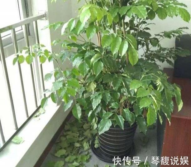 这4款绿植可镇宅辟邪、美化庭院，有钱人盆栽首选，好看又好养