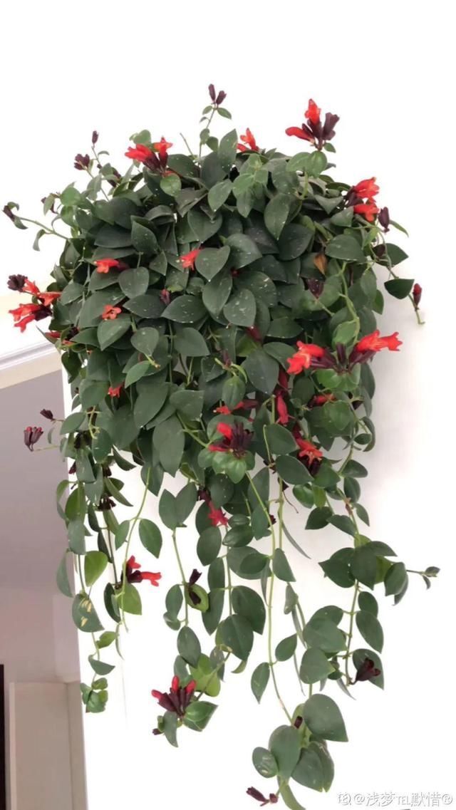 浇水|10种吊兰,耐阴又好看,叶子美得像一幅画