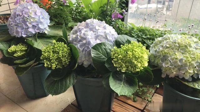 圆滚滚的绣球，瀑布般的花墙，这届花友也太会种花了吧