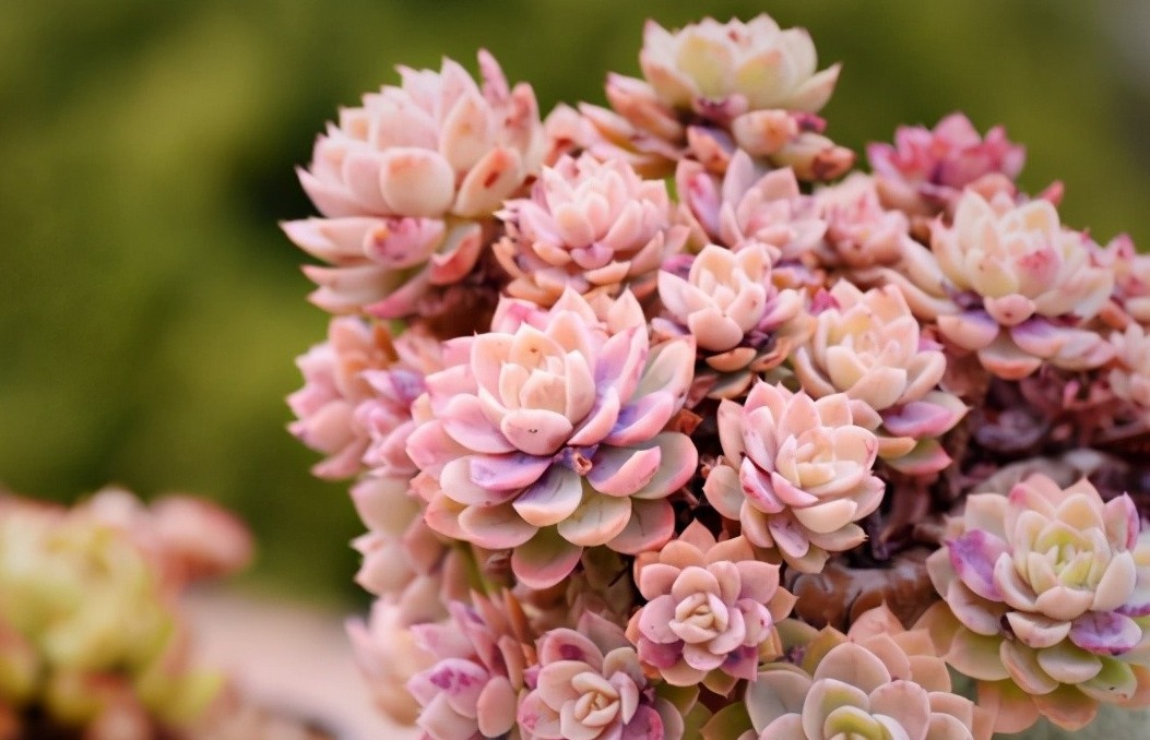 丝绸面纱可以这么美,颜色既鲜艳,又是悬挂老桩,能不羡慕吗?