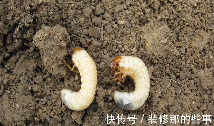 黄叶|月季大量黄叶，甚至变成了光杆，怎么办