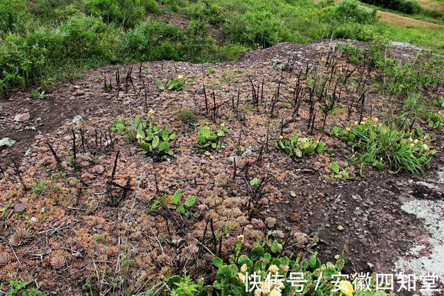 朱顶镇|五河县朱顶镇黄庄“石莲山”探幽