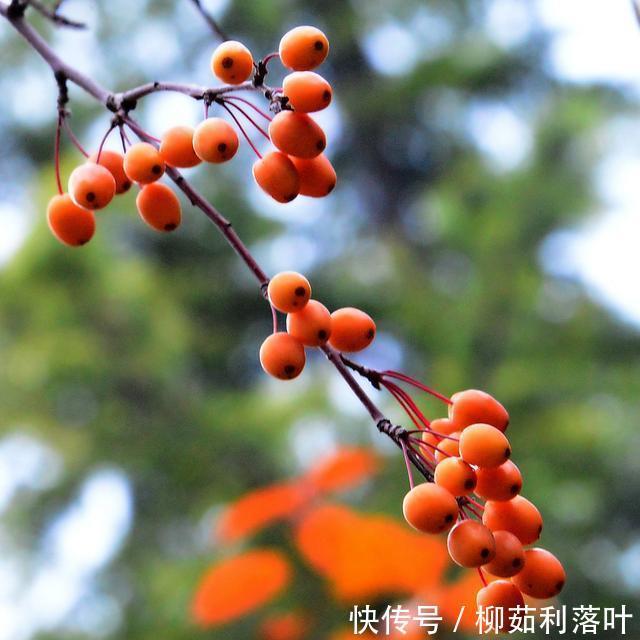 冬日|冬日海棠果!