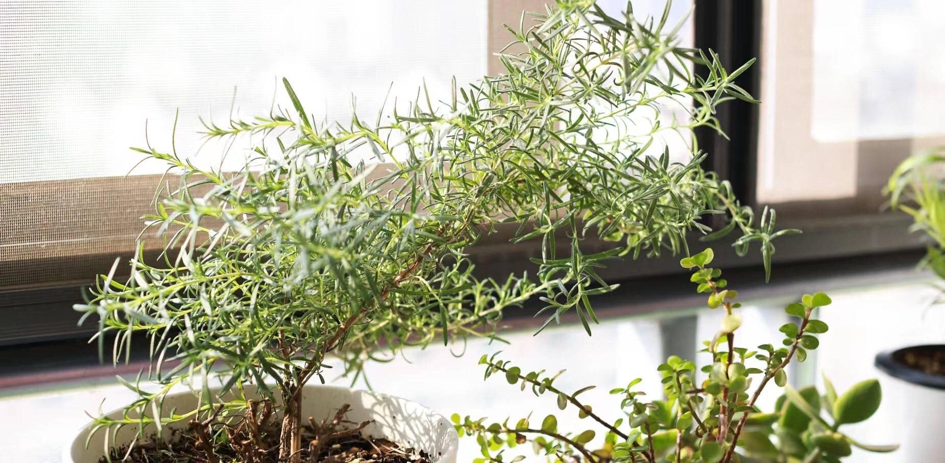 枝条|阳台养一盆它,皮实好养,散发香味、四季常绿、家里高级有氛围感