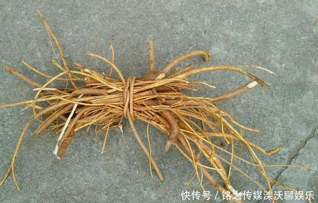 五爪龙|这植物人称“五爪龙”,看着不起眼,用处却不少,可惜不多见了