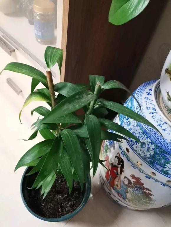 长寿月季花后赶紧剪一刀,剪完就开花,一直剪一直开!