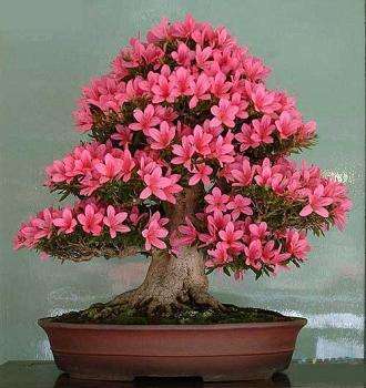 这花人称“淹不死”,花开100天,比绿萝、吊兰好养,比牡丹更