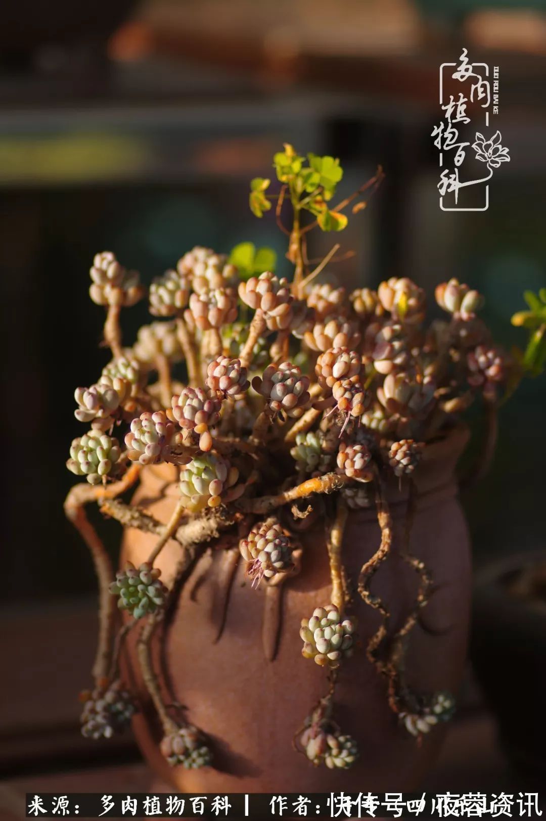夏天|夏天日晒雨淋,秋老虎来势汹汹,你的多肉准备好逆袭了吗